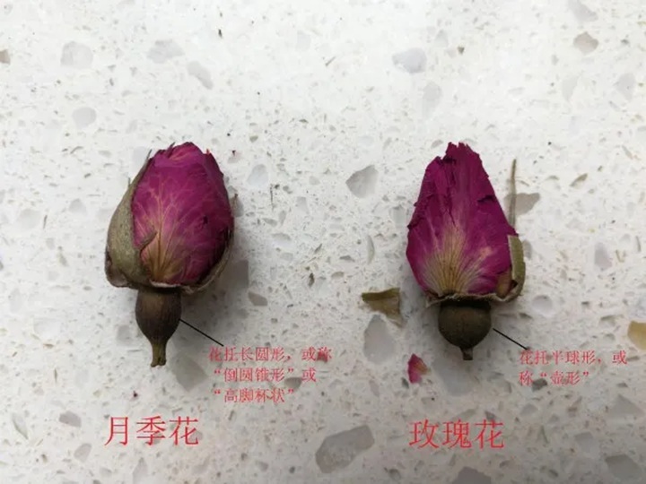 1766368223176655.jpg 月季花和玫瑰花的区别在哪里