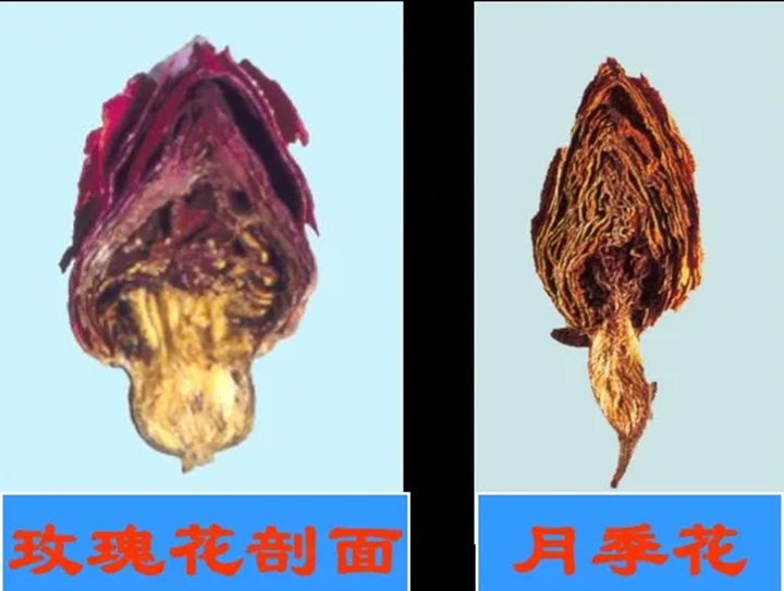 1766368264914408.jpg 月季花和玫瑰花的区别在哪里