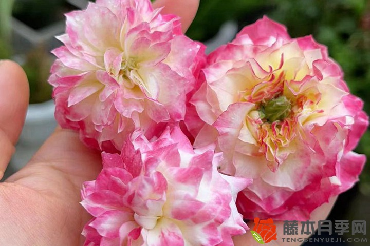 1766384241550310.jpg 月季花为何是丧命花