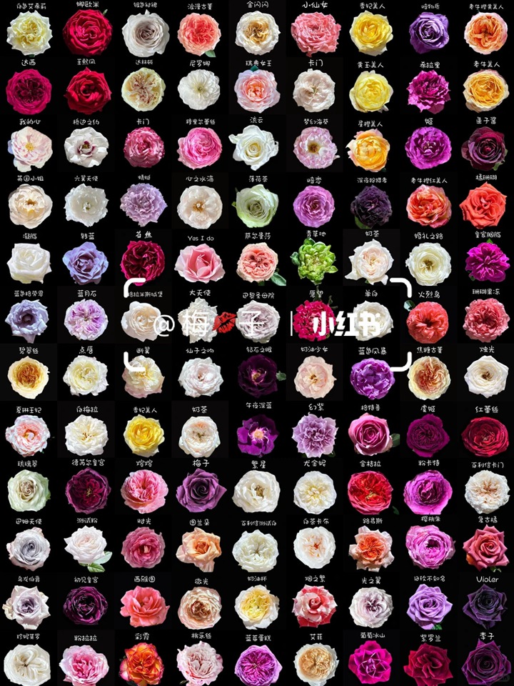 1766385458791352.jpg 月季花有多少种颜色