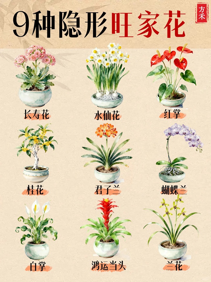 1766387856455245.jpg 9种隐形旺家花