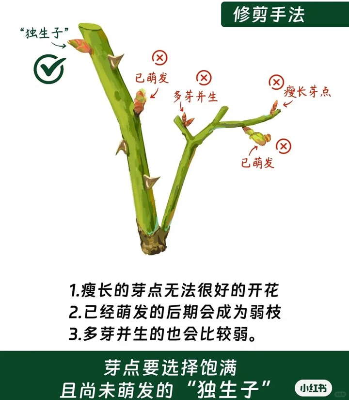 1766389432473191.jpg 月季花修剪方法图解