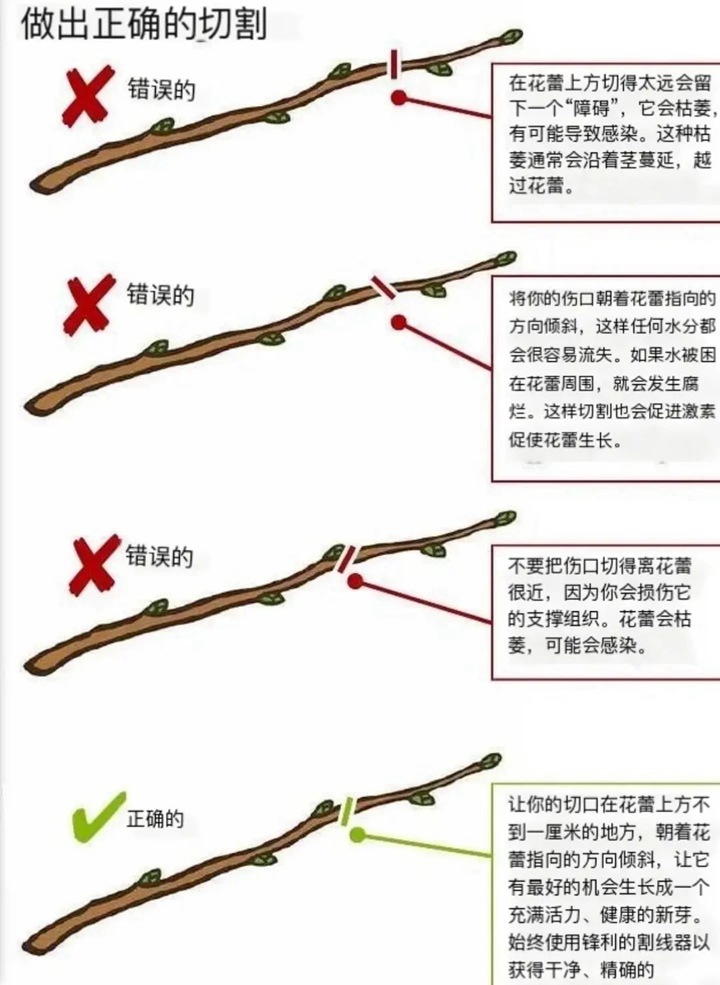 1766389432621621.jpg 月季花修剪方法图解