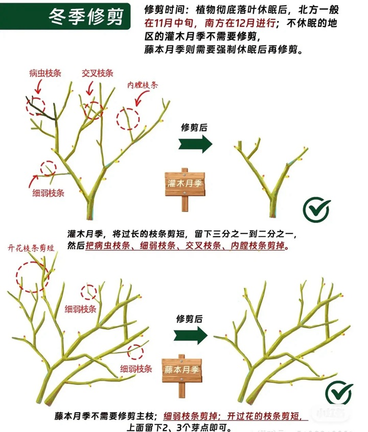 1766389432725400.jpg 月季花修剪方法图解