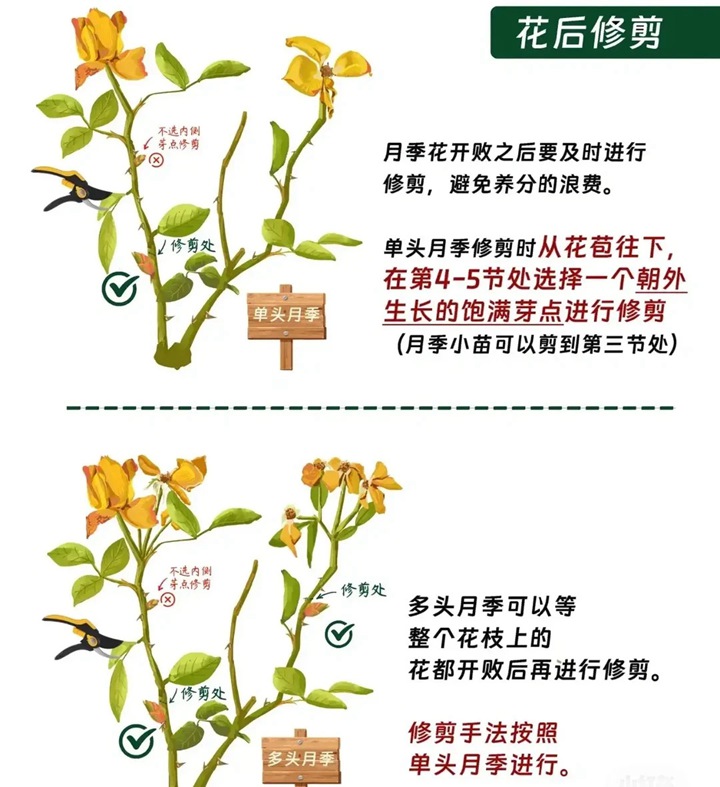 1766389432794330.jpg 月季花修剪方法图解