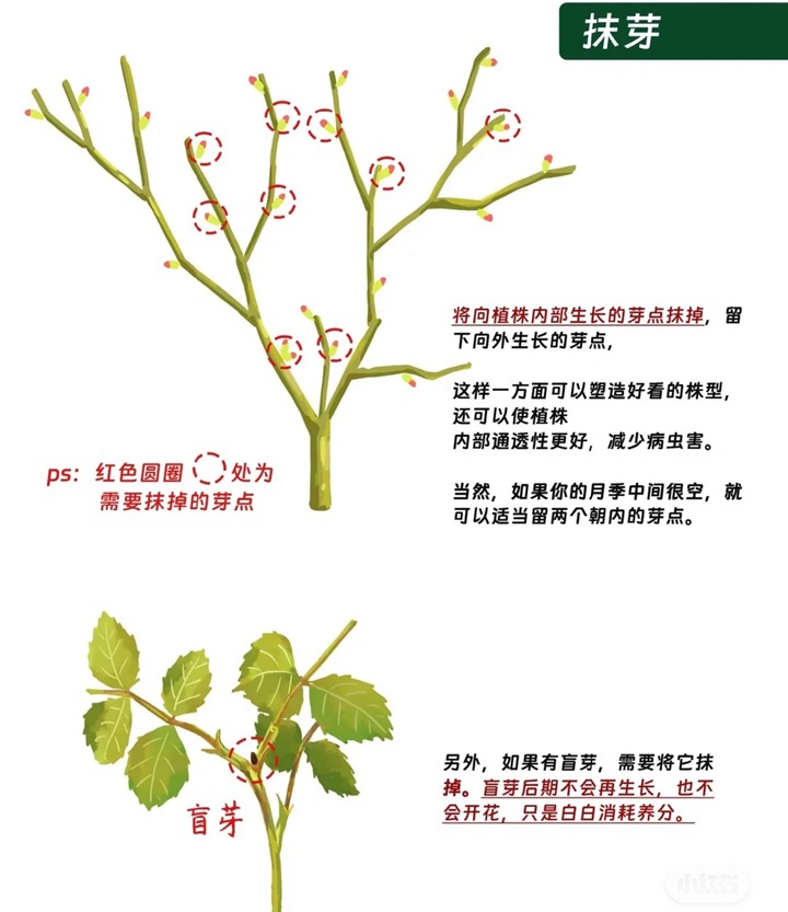 1766389432837133.jpg 月季花修剪方法图解
