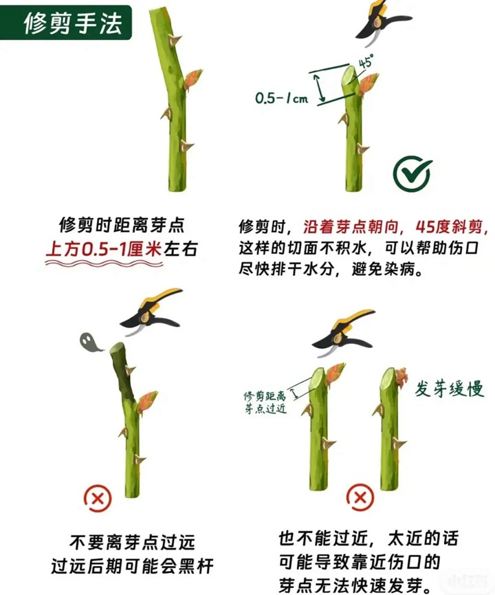 1766389432853730.jpg 月季花修剪方法图解