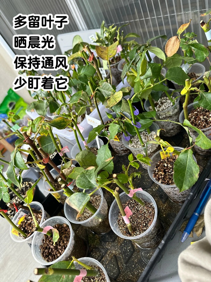 1766470024451153.jpg 月季花扦插最易活的方法