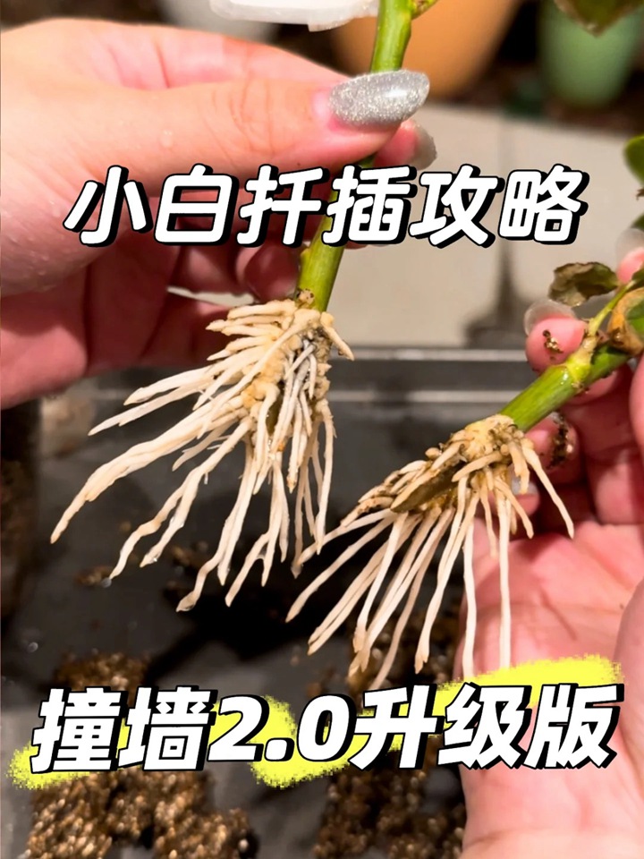 1766470024639563.jpg 月季花扦插最易活的方法