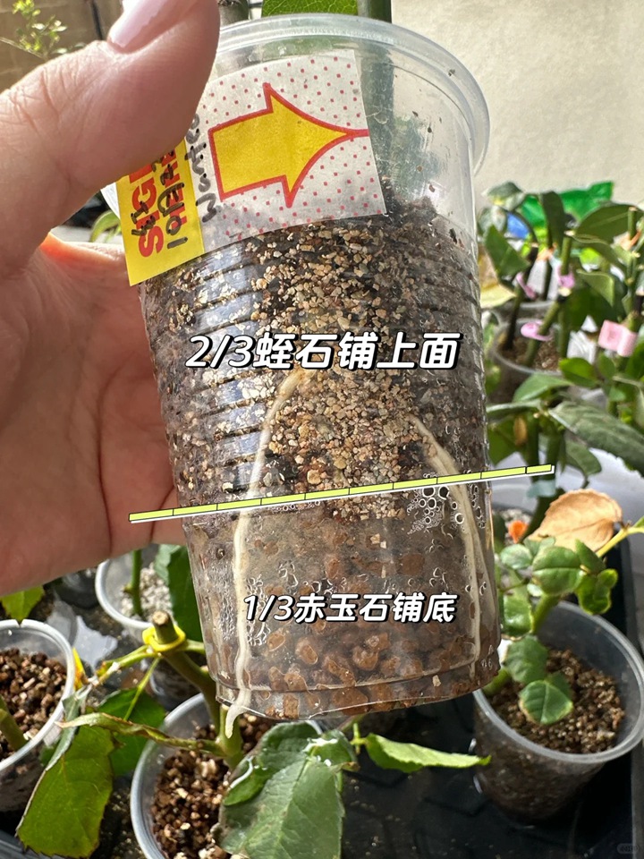 1766470024801697.jpg 月季花扦插最易活的方法