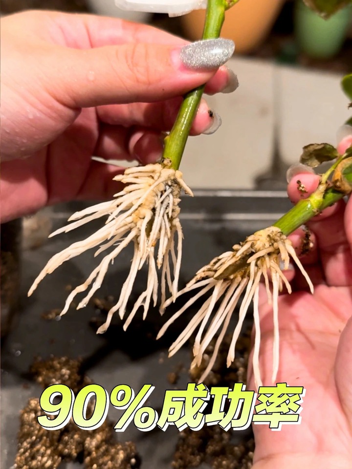 1766470025397631.jpg 月季花扦插最易活的方法