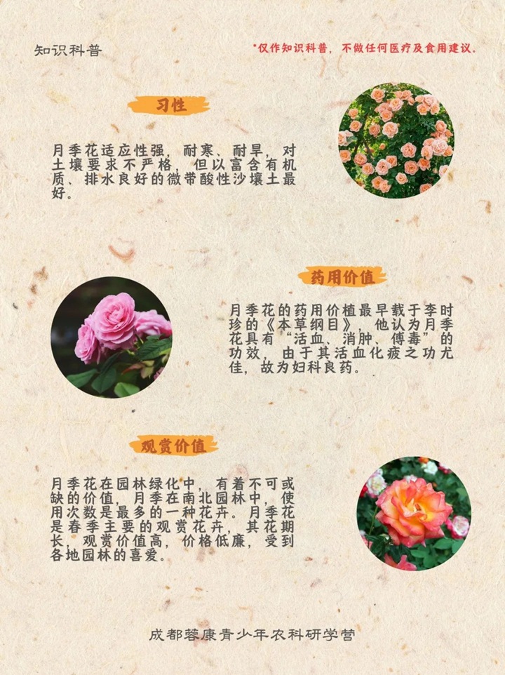 1766542851749780.jpg 月季花有什么功效和作用