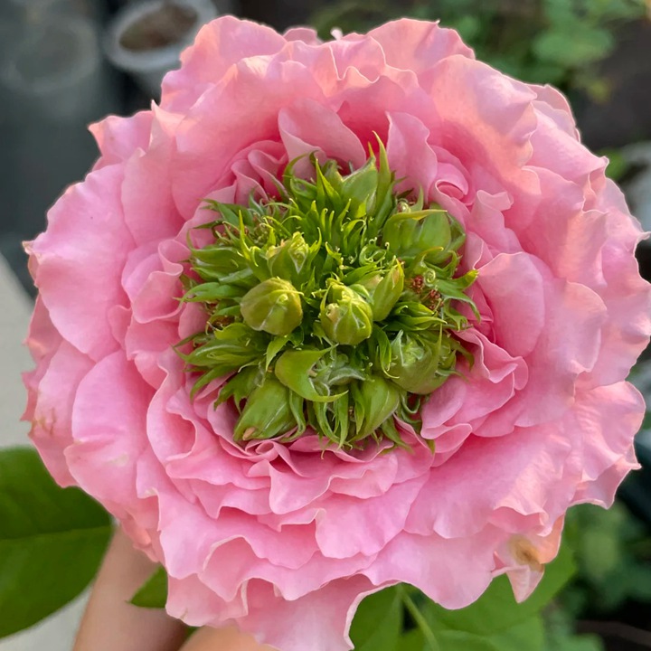 1766546071687400.jpg 月季花的花蕊是什么颜色