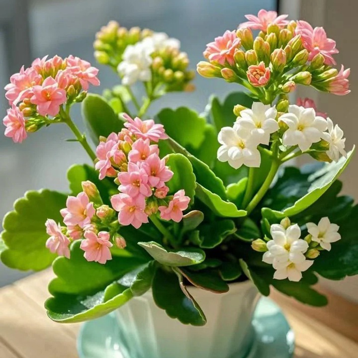 1766557516384039.jpg 10种公认阳台最好养的花