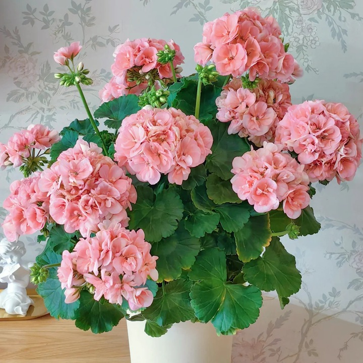 1766557526489011.jpg 10种公认阳台最好养的花