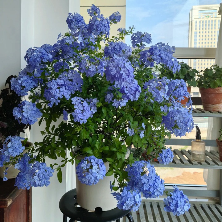 1766557591970345.jpg 10种公认阳台最好养的花