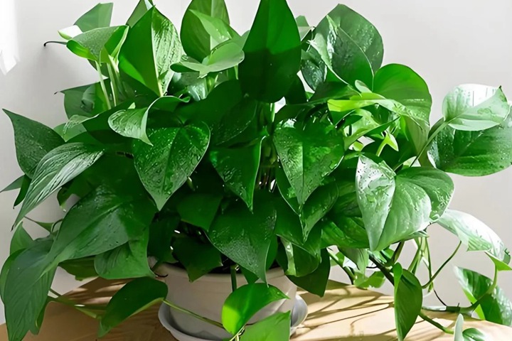 1766557608140397.jpg 10种公认阳台最好养的花