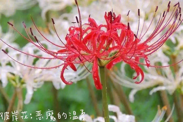 1766562292568698.jpg 花语比较虐心的花的十种花