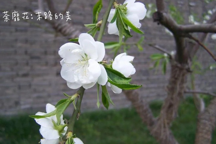 1766562335299318.jpg 花语比较虐心的花的十种花