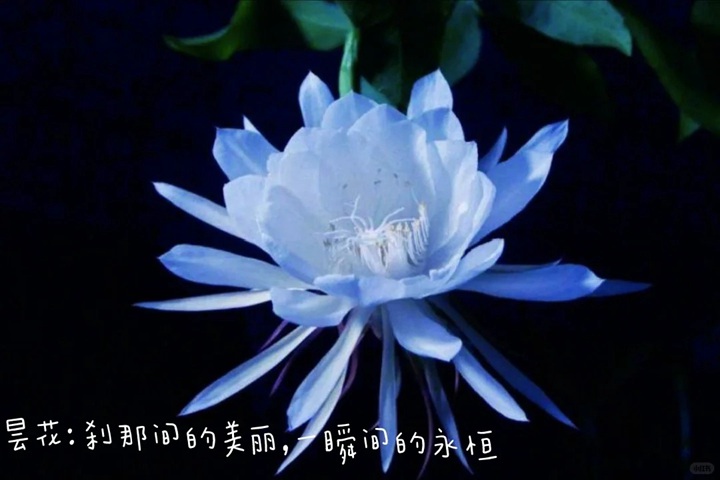 1766562342998978.jpg 花语比较虐心的花的十种花