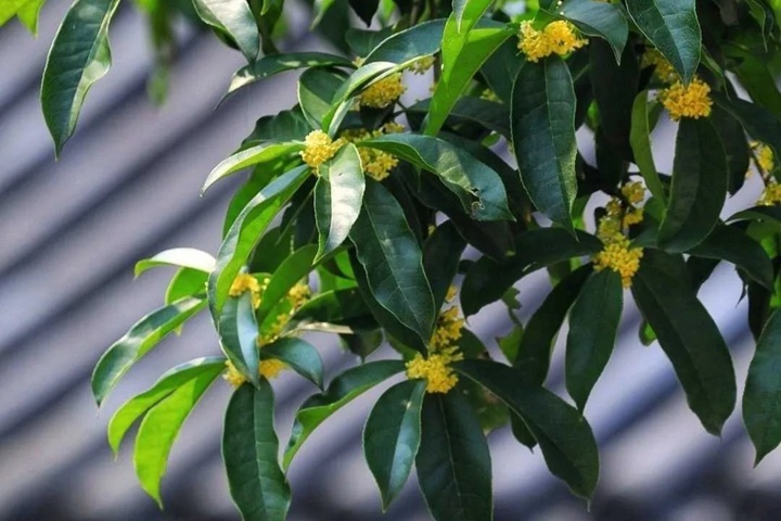1766562350681171.jpg 花语比较虐心的花的十种花