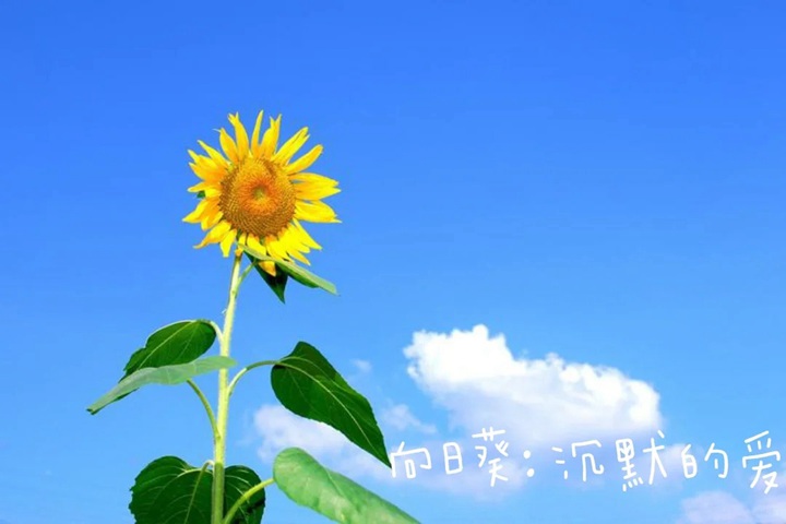 1766562357445428.jpg 花语比较虐心的花的十种花