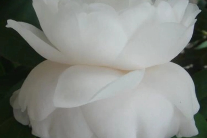 1766562364796374.jpg 花语比较虐心的花的十种花