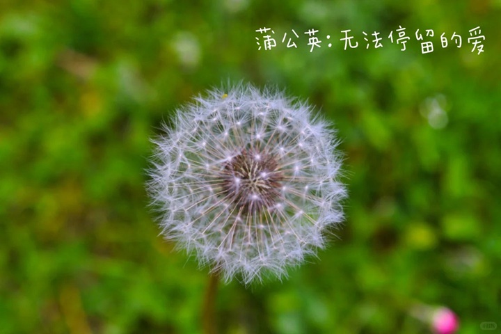 1766562372120500.jpg 花语比较虐心的花的十种花