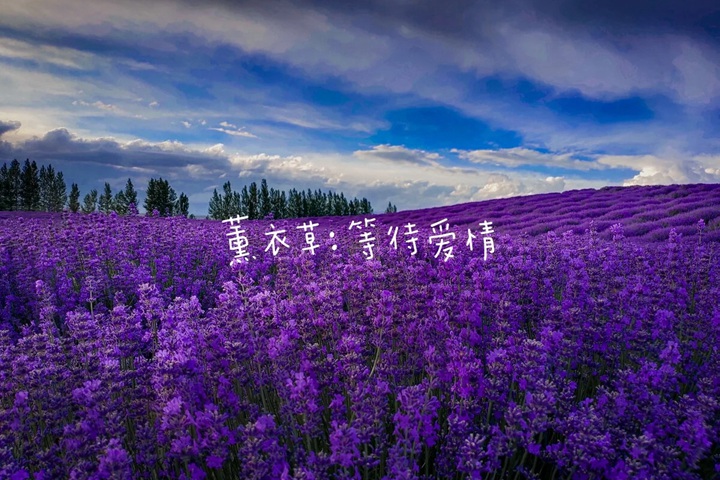 1766562379768024.jpg 花语比较虐心的花的十种花