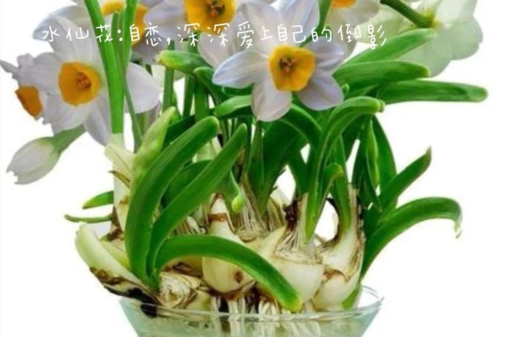 1766562384947544.jpg 花语比较虐心的花的十种花