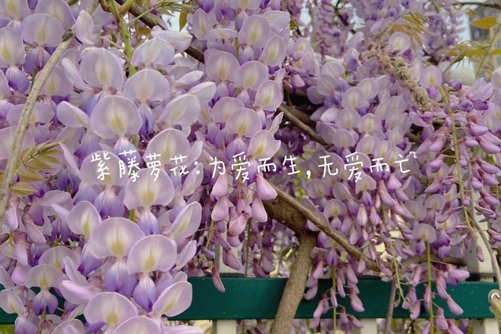 1766562394792093.jpg 花语比较虐心的花的十种花