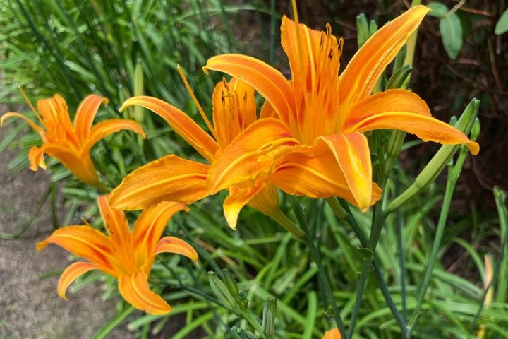 1766628802294925.jpg 忘忧草的花语是什么