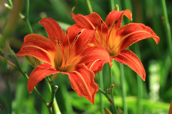 1766628802520530.jpg 忘忧草的花语是什么