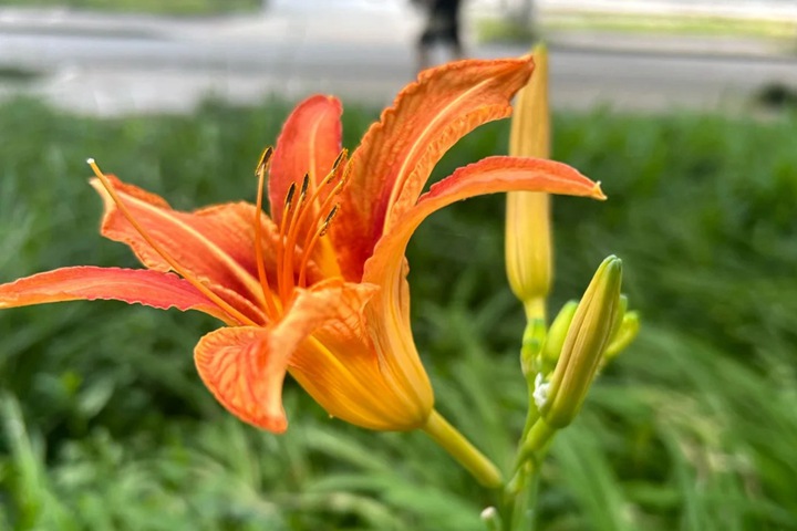 1766628802657198.jpg 忘忧草的花语是什么