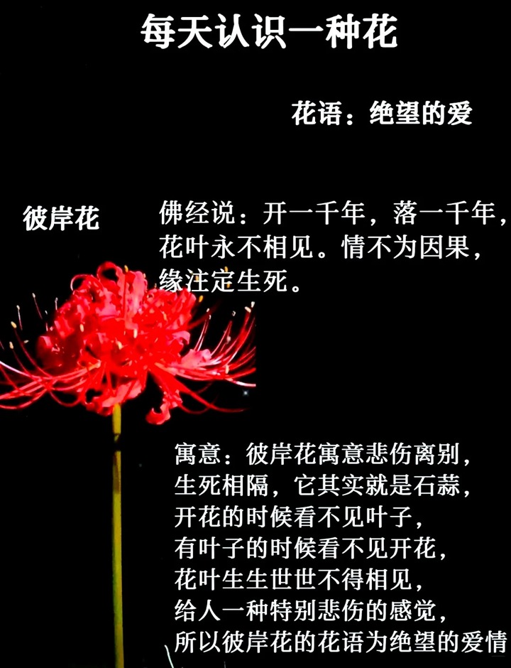 1766645472736248.jpg 彼岸花的寓意和花语