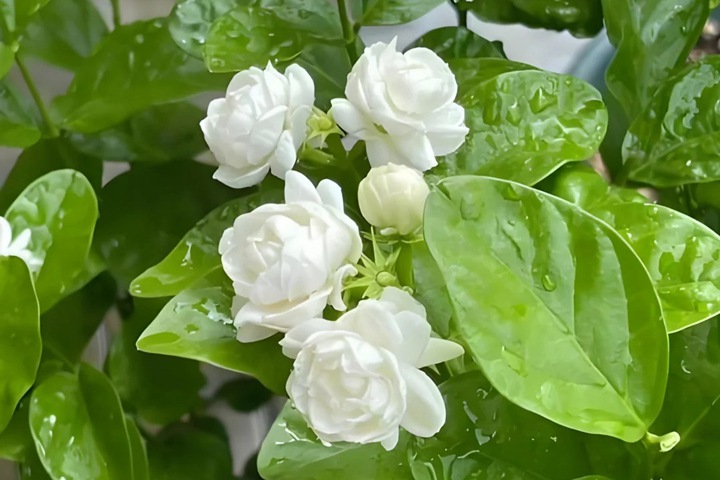 1766719114440742.jpg 茉莉花的花语和象征寓意