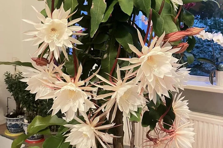 1766973580414207.jpg 昙花开花时间大约有多久