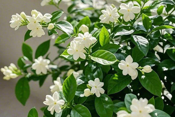1766993774558095.jpg 茉莉花安全越冬的方法