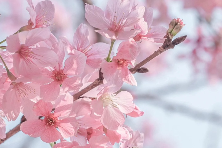1766995361867715.jpg 樱花是先开花后长叶吗?