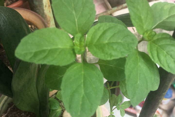1767058893609232.jpg 薄荷种子的种植时间和种植方法