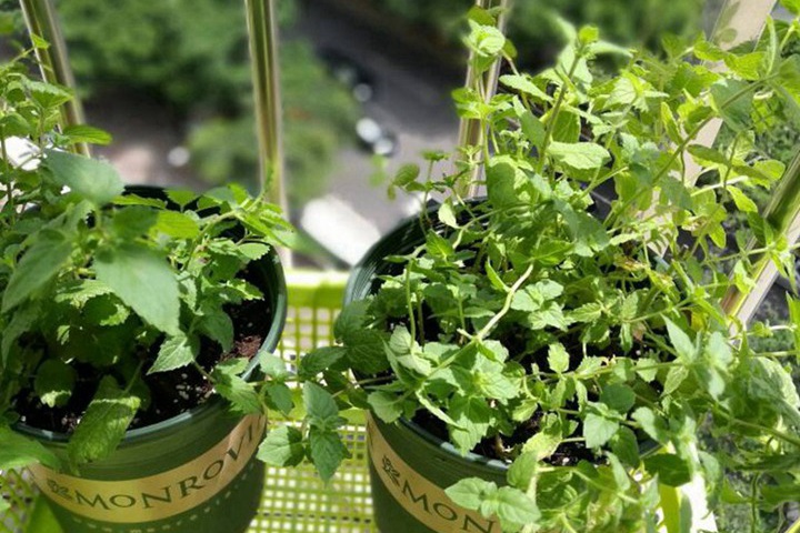 1767058899126968.jpg 薄荷种子的种植时间和种植方法
