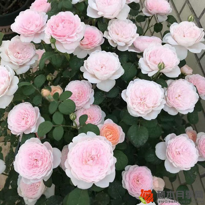 1767080929553954.jpg 月季一年四季都开花吗?