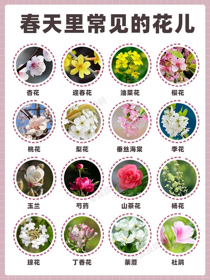 1767144871314427.jpg 春天开的花有哪些