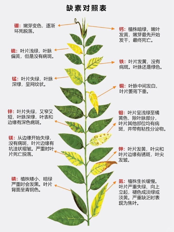 1767147376738767.jpg 叶片发黄是缺什么肥料