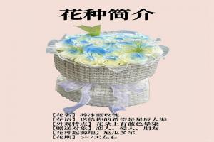 碎冰蓝玫瑰的花语和寓意