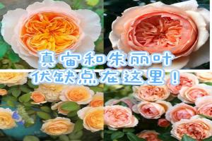朱丽叶和真宙详细对比