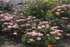 藤本月季花期是几月