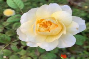 月季花一共有多少个品种