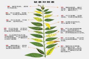 叶片发黄是缺什么肥料