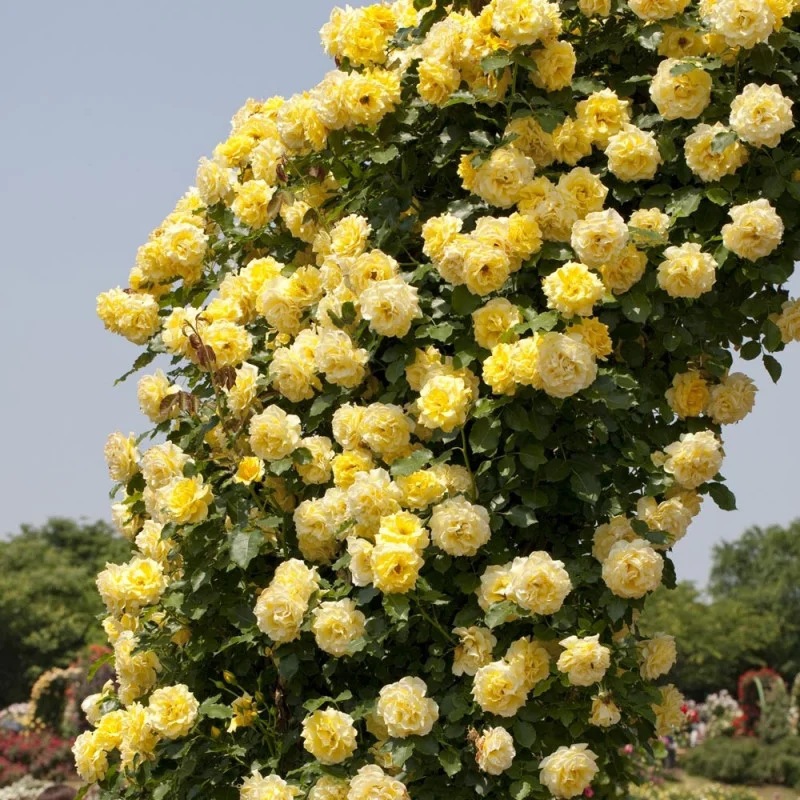 1767663622905115.jpg 金纱裙Golden Pareo